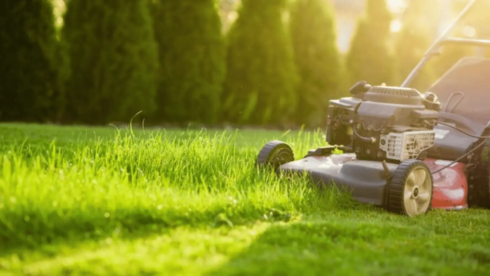 MDA Services — lawn care in Bargo